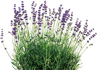  Lavender Plant Png 2 Image Lavender Lavender Png