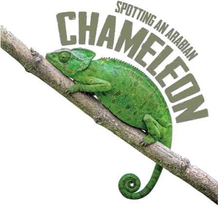  Spotting An Arabian Chameleon Common Chameleon Png Chameleon Png