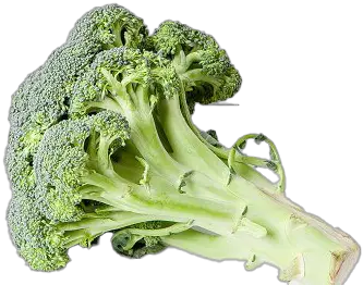  Green Broccoli Png Transparent Hd Photo Broccoli Broccoli Transparent