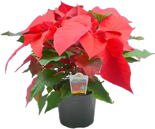  150mm Poinsettia Euphorbia Pulcherrima Png Poinsettia Png