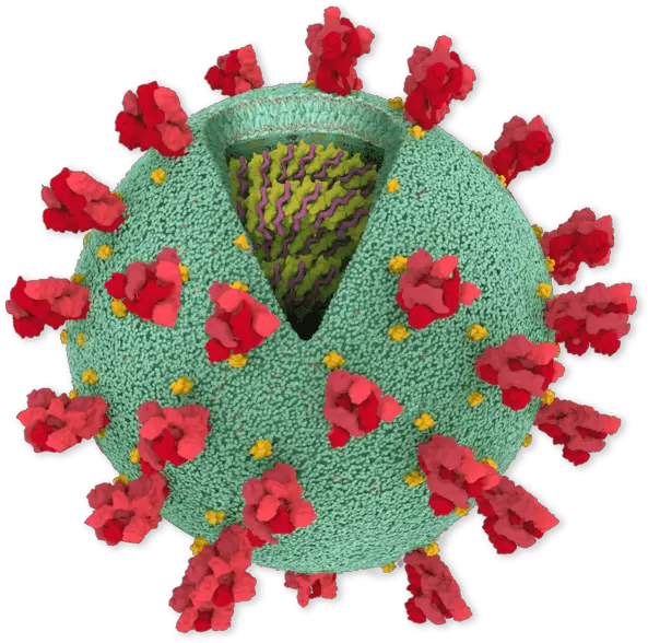  Inside The Coronavirus Protein Png Virus Transparent