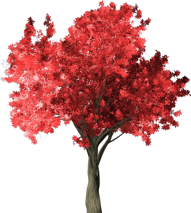  Zelkova Serrata Tree Red Png Japanese Maple