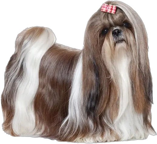  Shih Tzu Transparent Png Lhasa Apso X Shih Tzu Shih Tzu Png