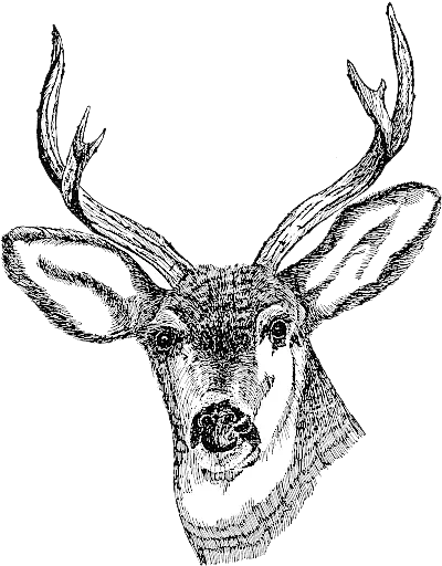  Download Deer Head Png Clipart Totem Pole Deer Drawing Deer Head Png