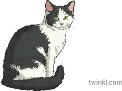  Black And White Cat Illustration Twinkl Cat Illustration Png White Cat Png