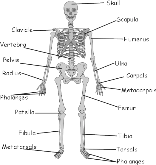  Gcse Biology The Skeleton And Its Function Grade 5 Bones And Muscles Png Skeleton Gif Transparent