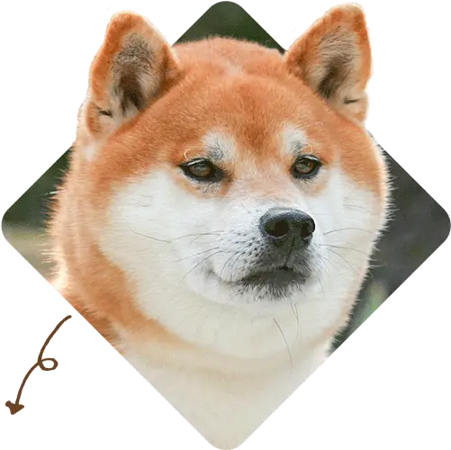  Genealogy Shiba Inu Specialized Breeder Tokushima Sato So Hokkaido Dog Png Shiba Inu Transparent