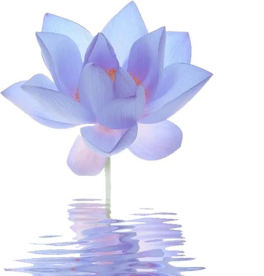  Nelumbo Nucifera Egyptian Lotus Flower Cartoon Blue Lotus Flower Png Lotus Png