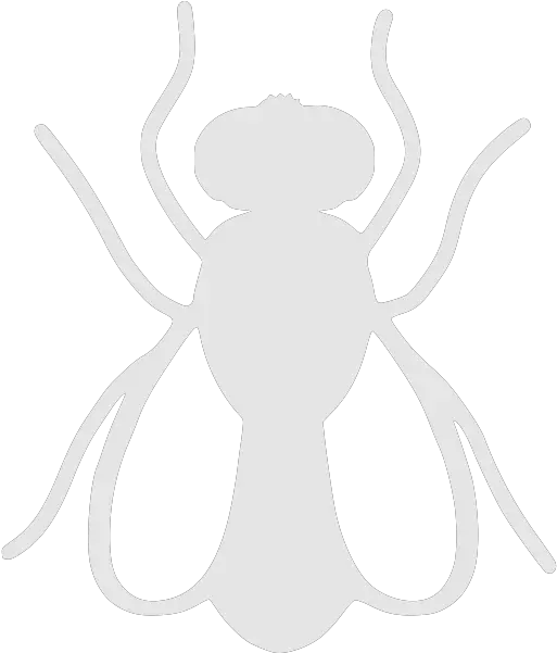  Flying Insects Everyday Pest Control Png Fly Repellent Icon