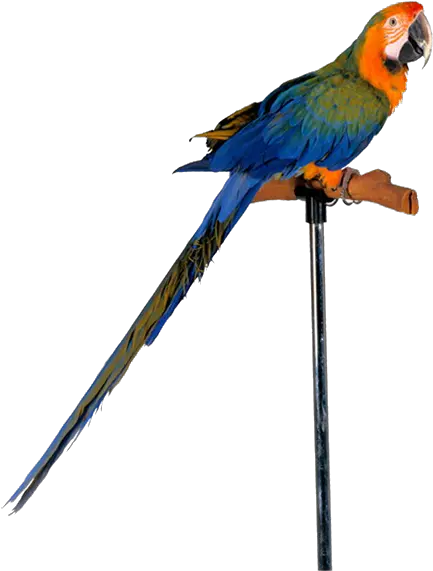  Parrot Png Free Images