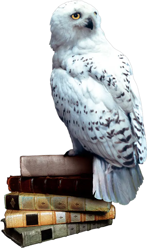  Atozchallenge Aprila2z Harrypotter U2013 O Is For Owls And Harry Potter Owl Png Harry Potter Transparent Background