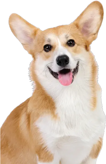  Rescue Corgi Png Corgi Transparent