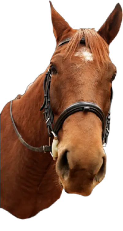  Download Free Png Horse Head Mask Photo1 Dlpngcom Transparent Horse Face Png Horse Mask Png