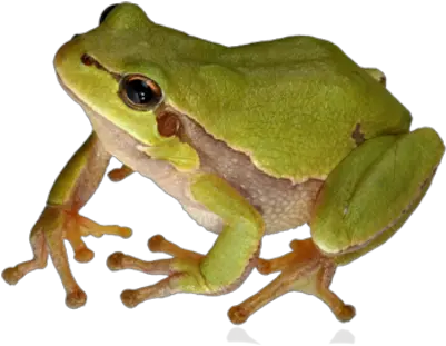  Download Frog Png 9 Free Transparent Png Images Icons And Frog Png Frog Transparent Background