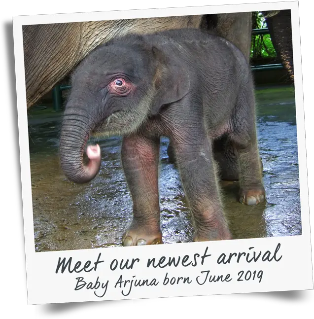  Bathe U0026 Breakfast With Elephants Mason Adventures Baby Elephant Bali Png Elephant Transparent