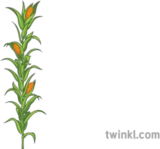  Corn Plant Science Ecology Food Farming Vertical Png Corn Plant Png