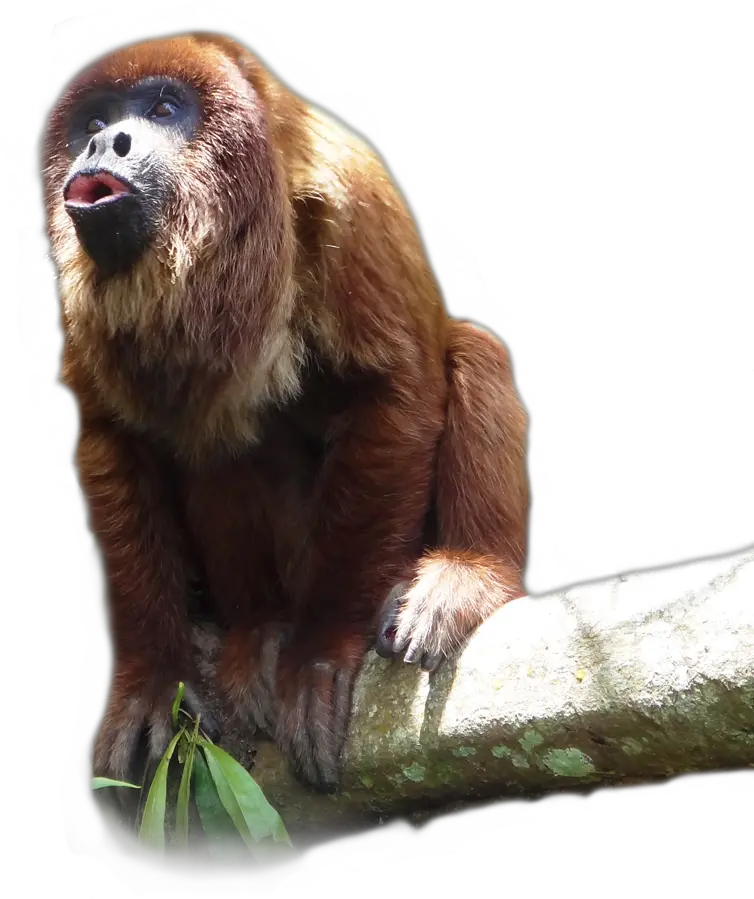  Howler Monkey Transparent U0026 Png Clipart Free Download Ywd Transparent Howler Monkey Png Monkey Png