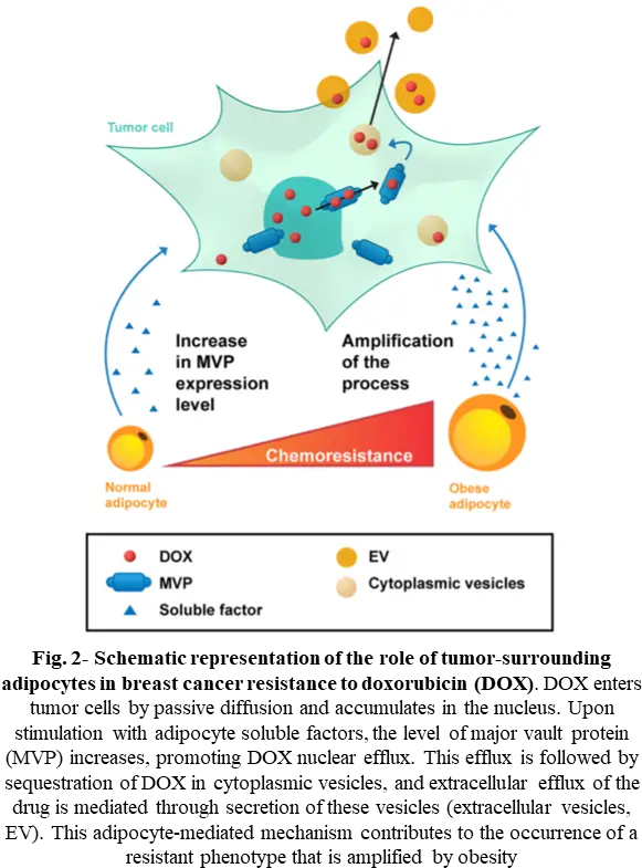  Deciphering The Role Of Adipose Tissue In Breast Cancer Obesity Microenvironment Breast Cancer Png Breast Cancer Png