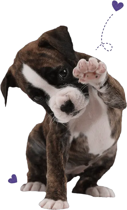  Boxer Dog Essentials For Your Food Treats Groom Png Boxer Dog Icon