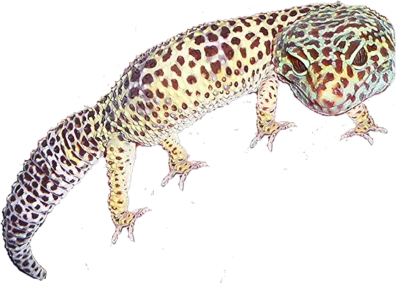  Reptile Parties Uk Wildlive True Geckos Png Leopard Gecko Png