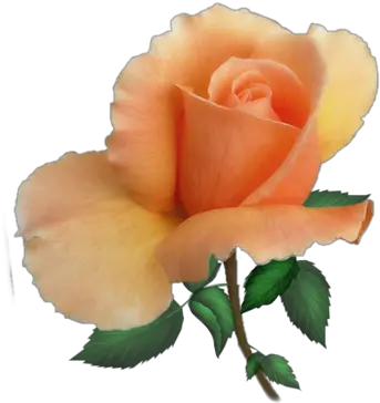  Index Of Userstbalzeflowerrosespng Portable Network Graphics Real Rose Png