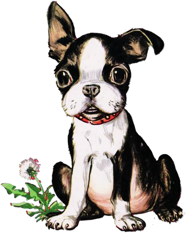  Vintage Boston Terrier Puppy Boston Terrier Easy Drawing Png Boston Terrier Png