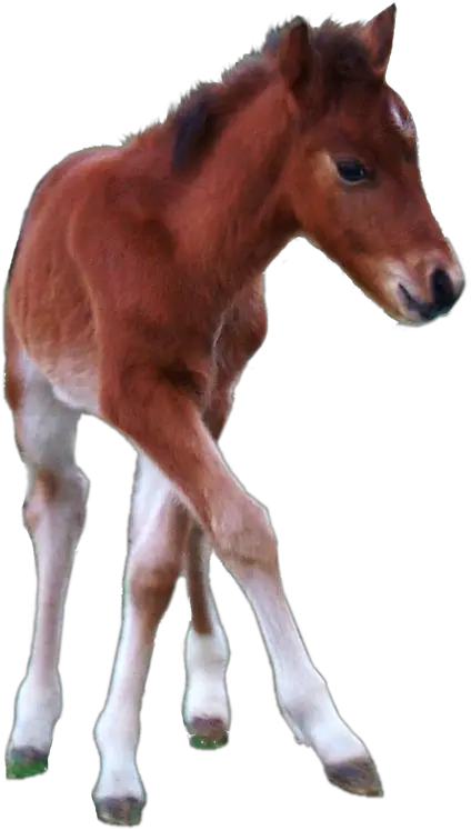  Hackney Pony Horse Stallion Transparent Foal Png Mustang Horse Png