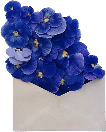  Png Transparent Discovered By Frida Flores Dark Blue And White Aesthetic Flowers Transparent Png