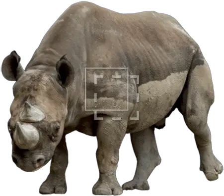  Rhino Kicking In The Dirt Immediate Entourage Indian Rhinoceros Png Dirt Png
