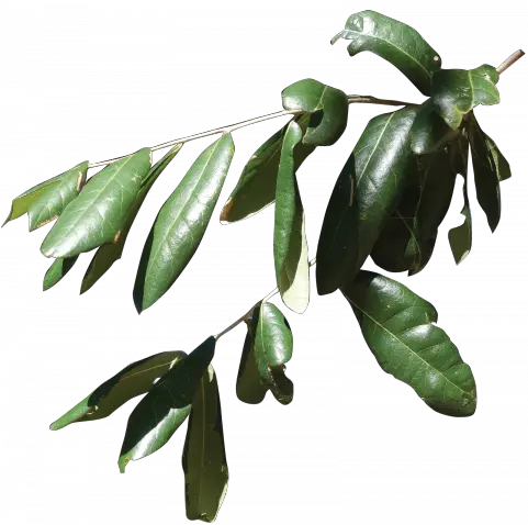  Friends Of The Louisiana State Arboretum Sapotaceae Png Live Oak Png