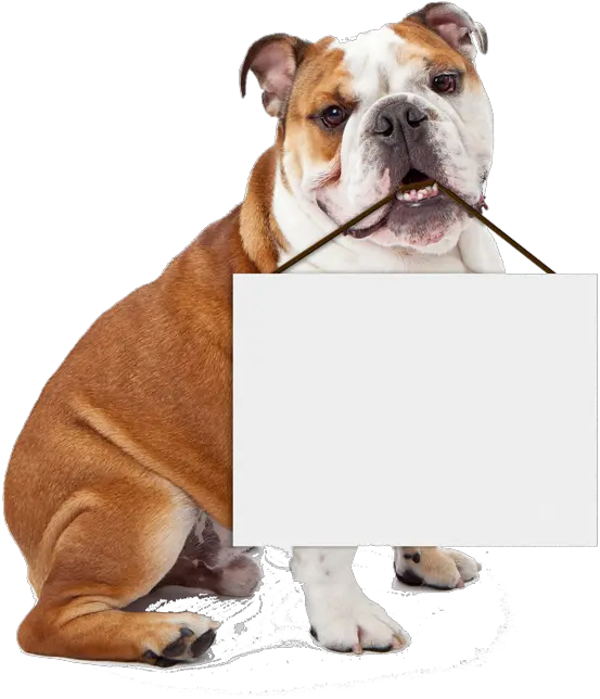  Bulldog Holding Blank Sign Template Imgflip Bulldog Png Blank Sign Png