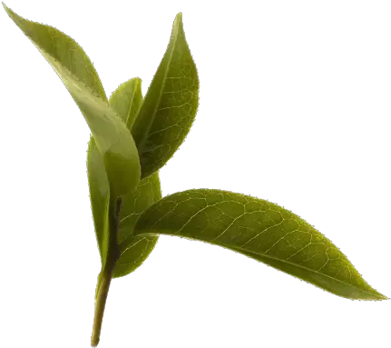  Green Tea Leaf Green Tea Png Tea Leaf Png