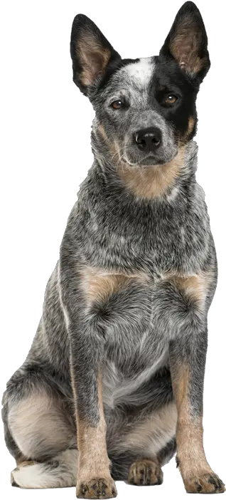  Australian Cattle Dog Images Australian Cattle Dog Puppy Png Gabe The Dog Png