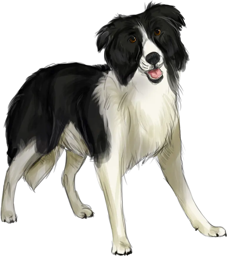  Border Collie Png Transparent Border Collie Png Border Collie Png