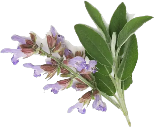  Download Clary Sage Essential Oil Clary Sage Salvia Sclarea Png Sage Png