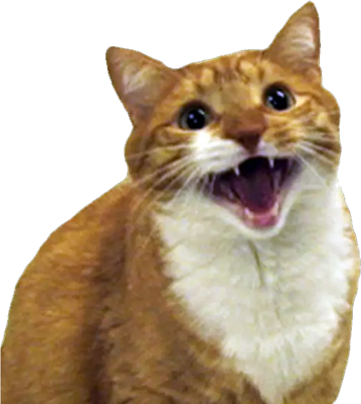  Angry Cat Free Png Image Cats Are Ass Holes Angry Cat Png