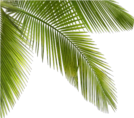  Palmtrees Palms Plants Trees Forest Plants Png Jungle Plants Png