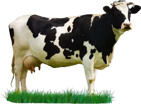  Download Hd Milk Cow Png Cow Image Hd Download Png Cow Png