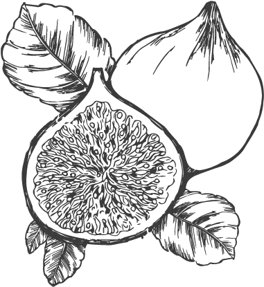  Fragrancia Fig U2013 The Greatest Candle In The World Fig Black And White Png Fig Png