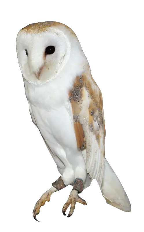  Barn Owl Png Background Image Barn Owl Owl Png Barn Owl Png Owl Transparent