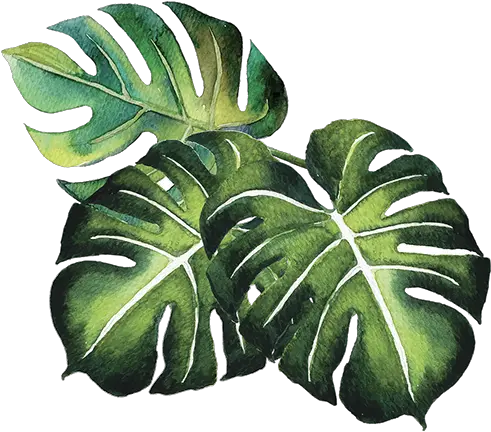  Tropical Plants Alpha Png Leaf In Yourself Tropical Plants Png