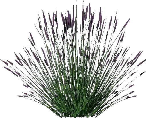  3d Bushes Lavanda Acca Software Lavender Bush Png Transparent Bushes Transparent