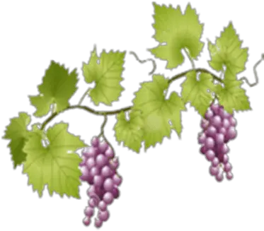  Grapes Transparent Png Images Stickpng Grape Vines Transparent Background Grapes Png