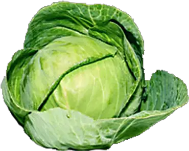  Download Organic Green Cabbage Png 295 Single Brussel Sprout Transparent Background Cabbage Png