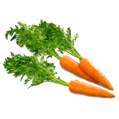  Free Carrot Transparent Background Carrot Png Carrot Transparent Background