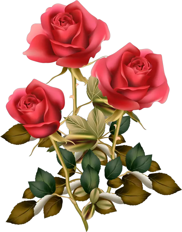  Download Red Rose Png Roses Clipart Rose Good Morning Rose Clipart Png