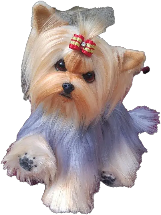  Yorkshire Terrier Puppy Png Clipart Yorkshire Terrier Puppy Puppy Clipart Png