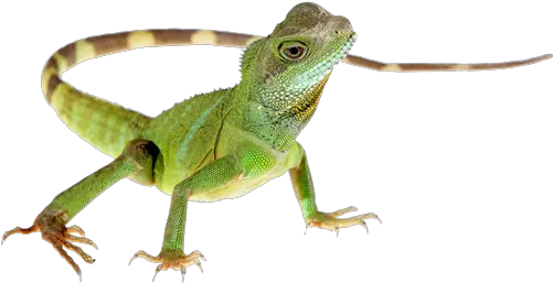  Lizard Png Hd Lizard Png Lizard Transparent Background