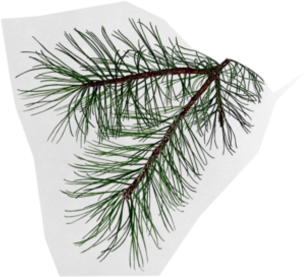  Pine Branch Possibly For My Dedication Tattoo Tree Png