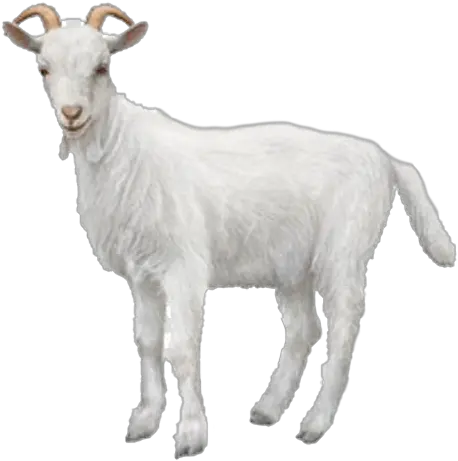  White Goat Transparent Background Png Mart Transparent Transparent Background Goat Cow Transparent Background